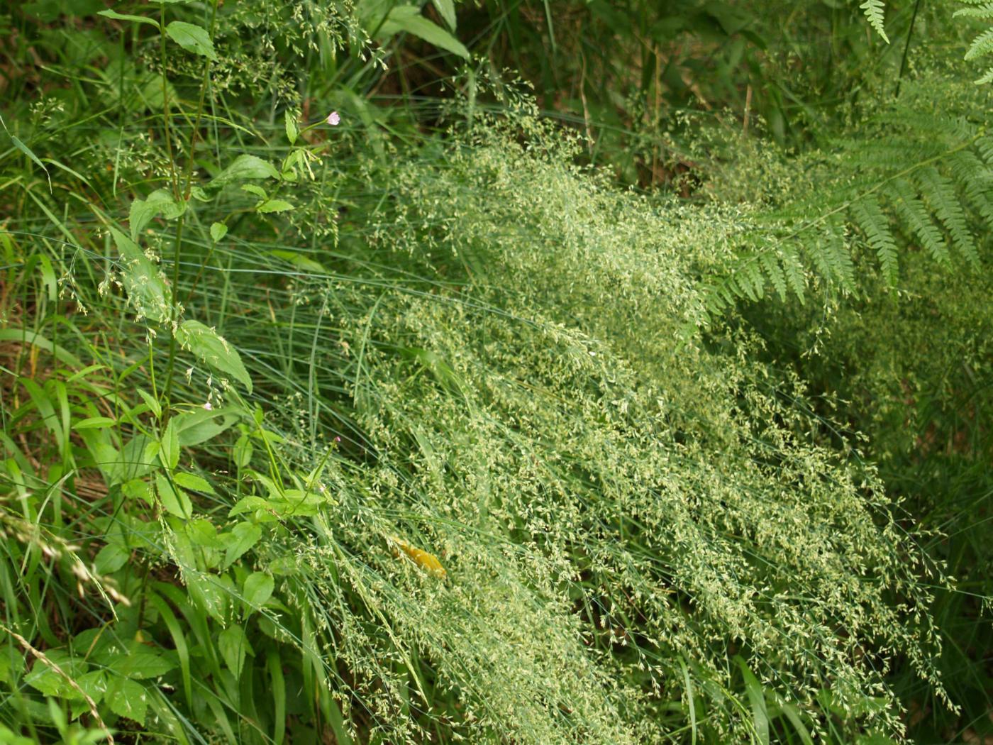 Millet, Wood plant